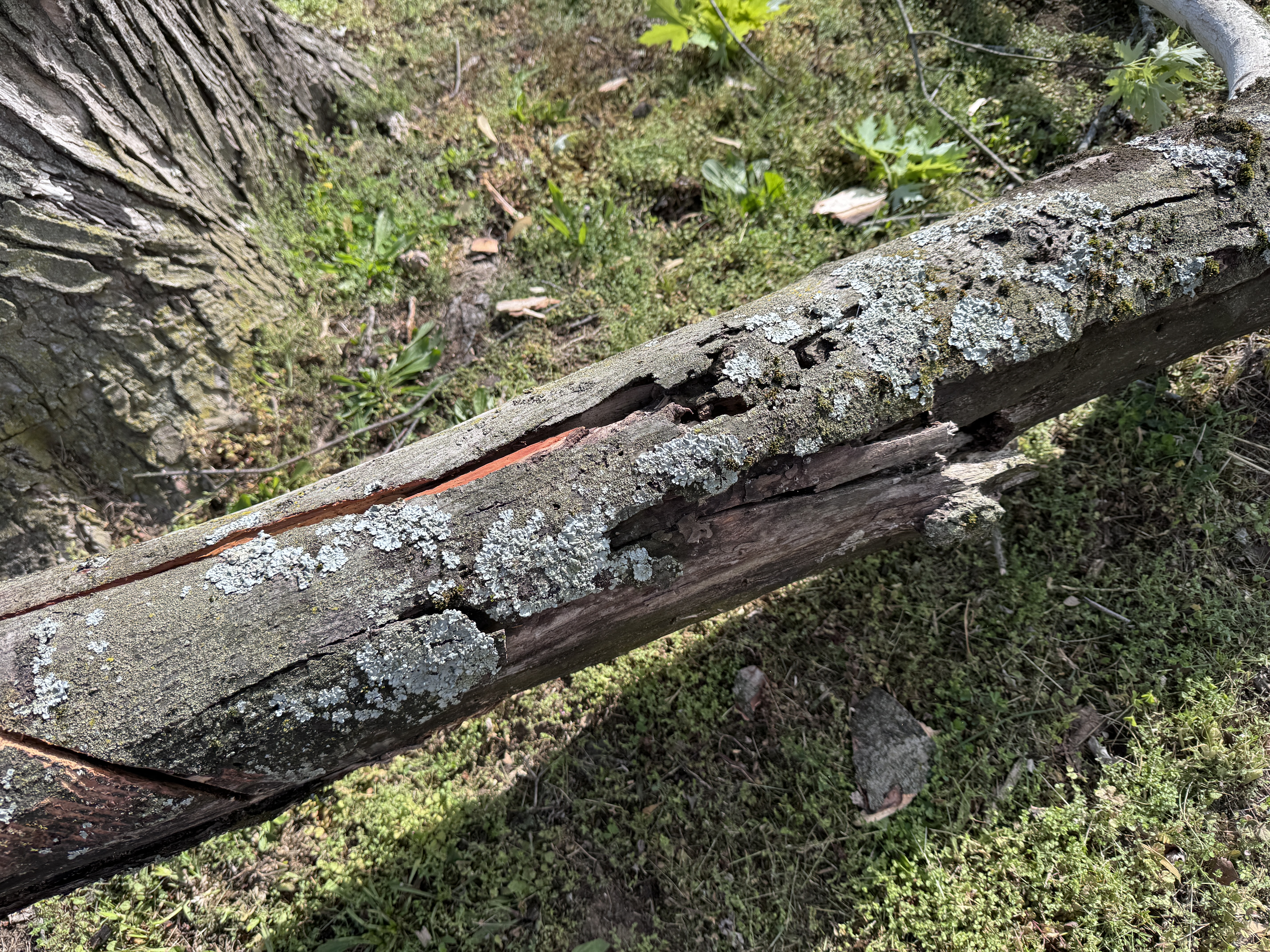 Close-up of the split branch showing lichen over rotten wood