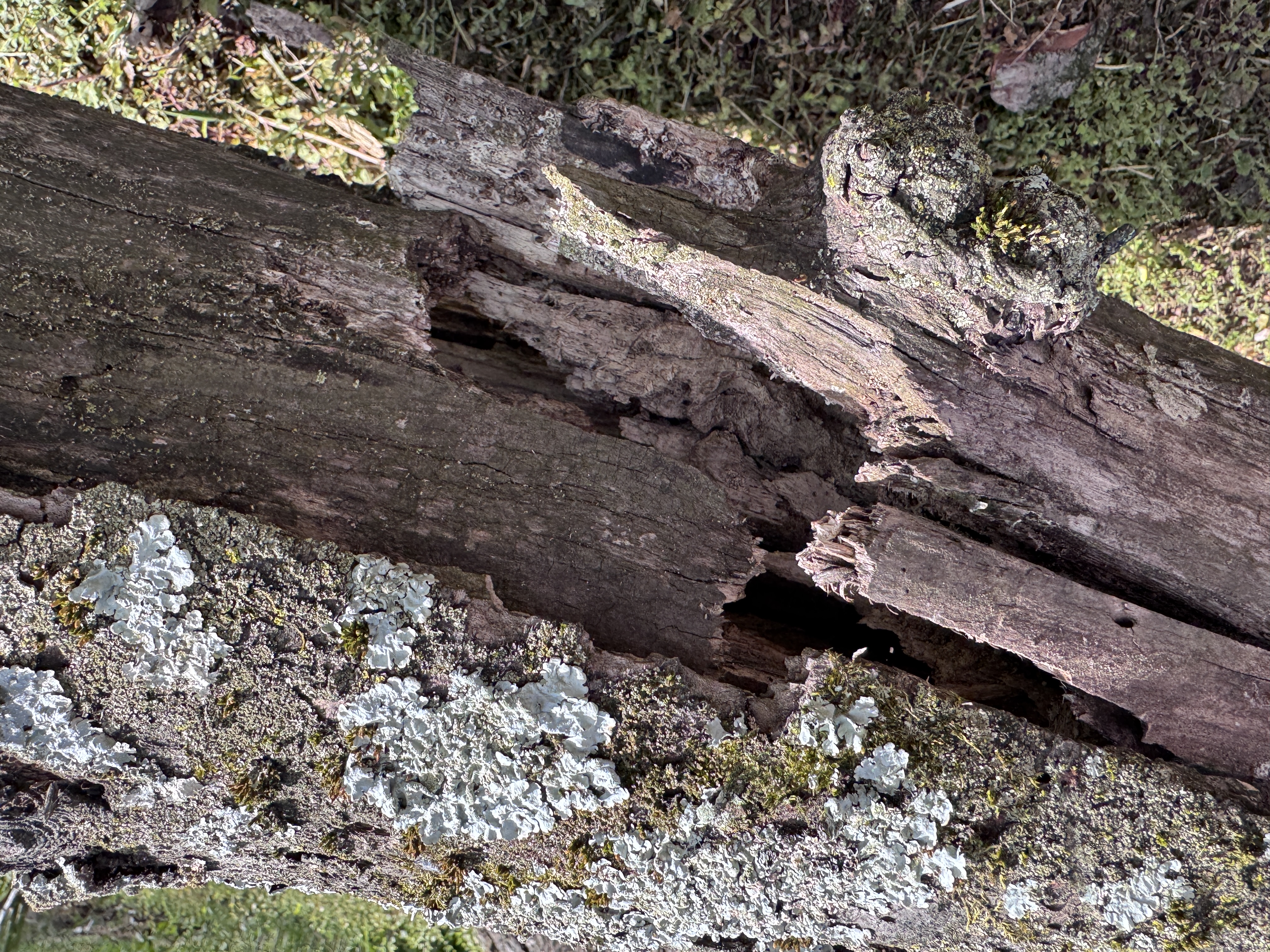 Close-up of deeply split and rotten wood with lichen