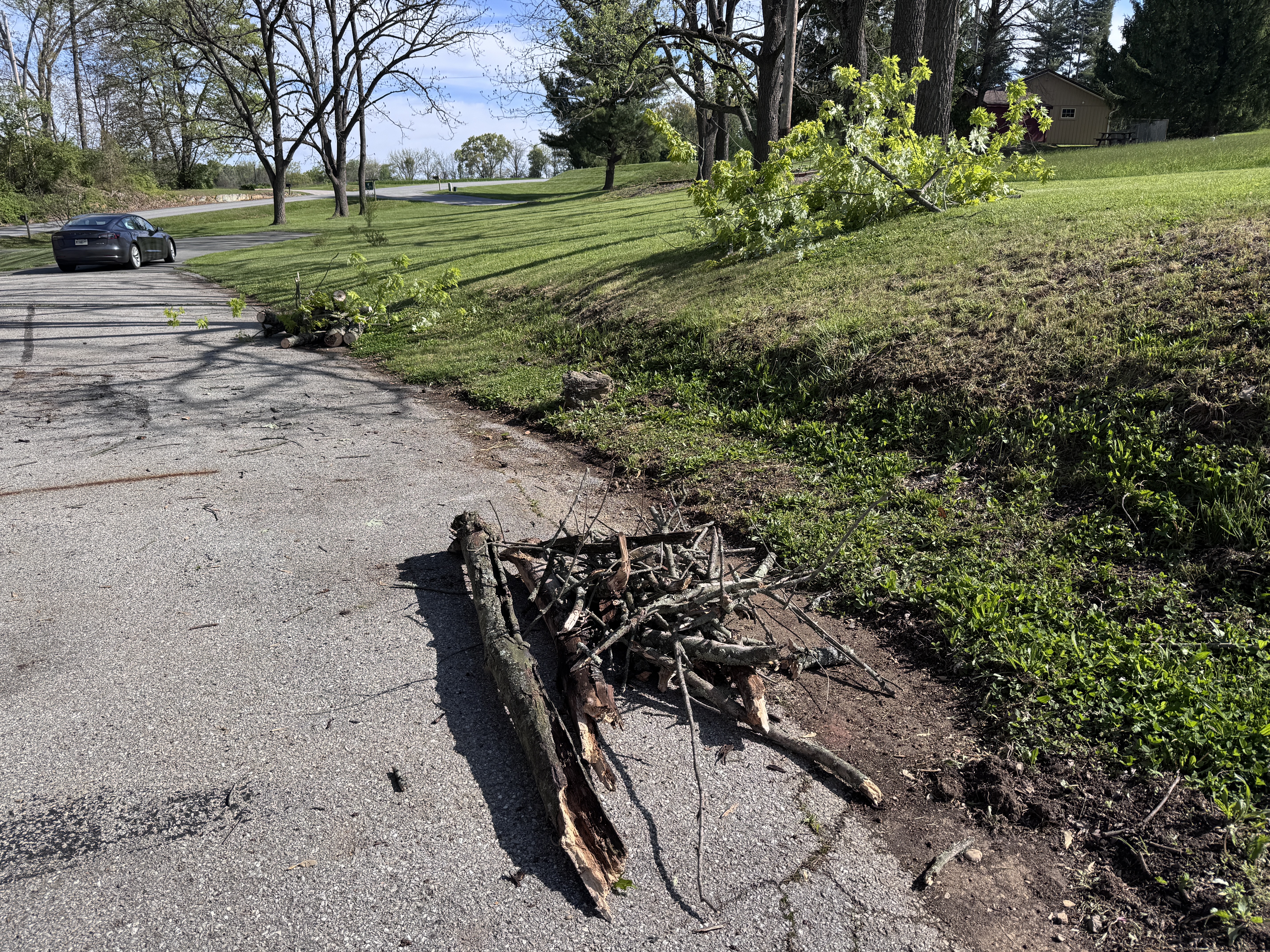 Cut branch debris piled at the road edge, tree crown now clean