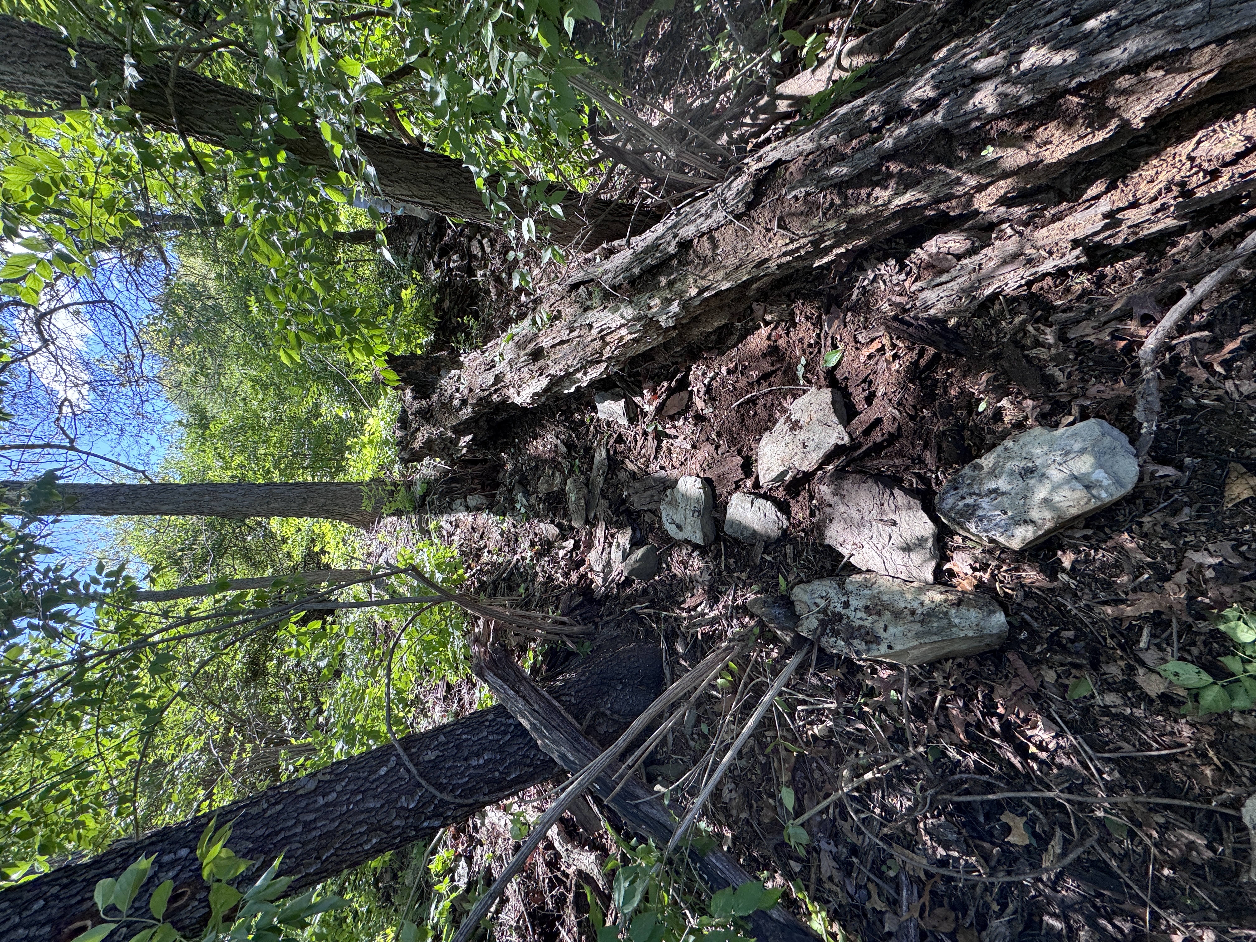 In the woods: fallen rotten log and old stone fence line in the forest undergrowth
