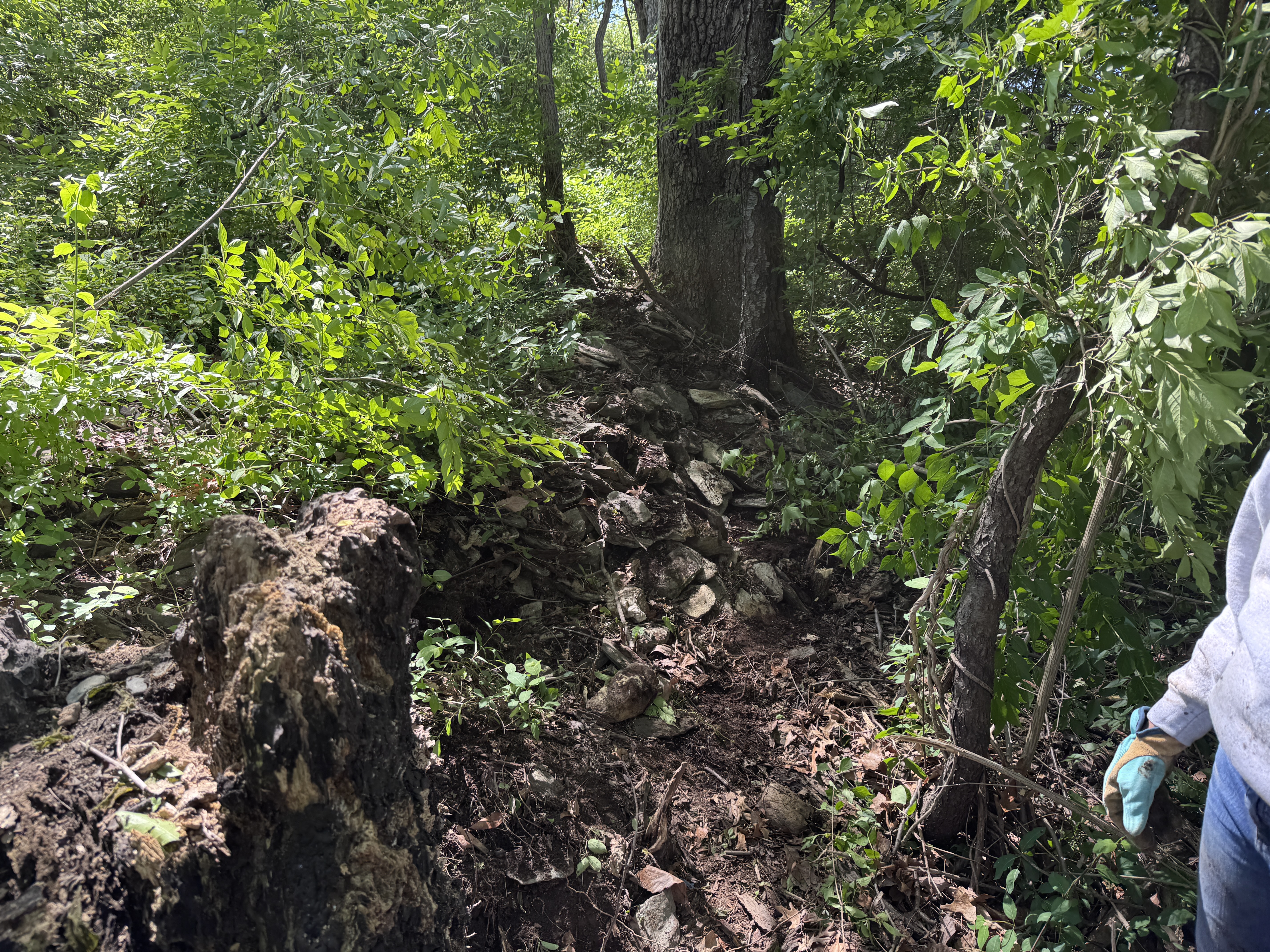 Old stone wall running through the forest, overgrown with vegetation