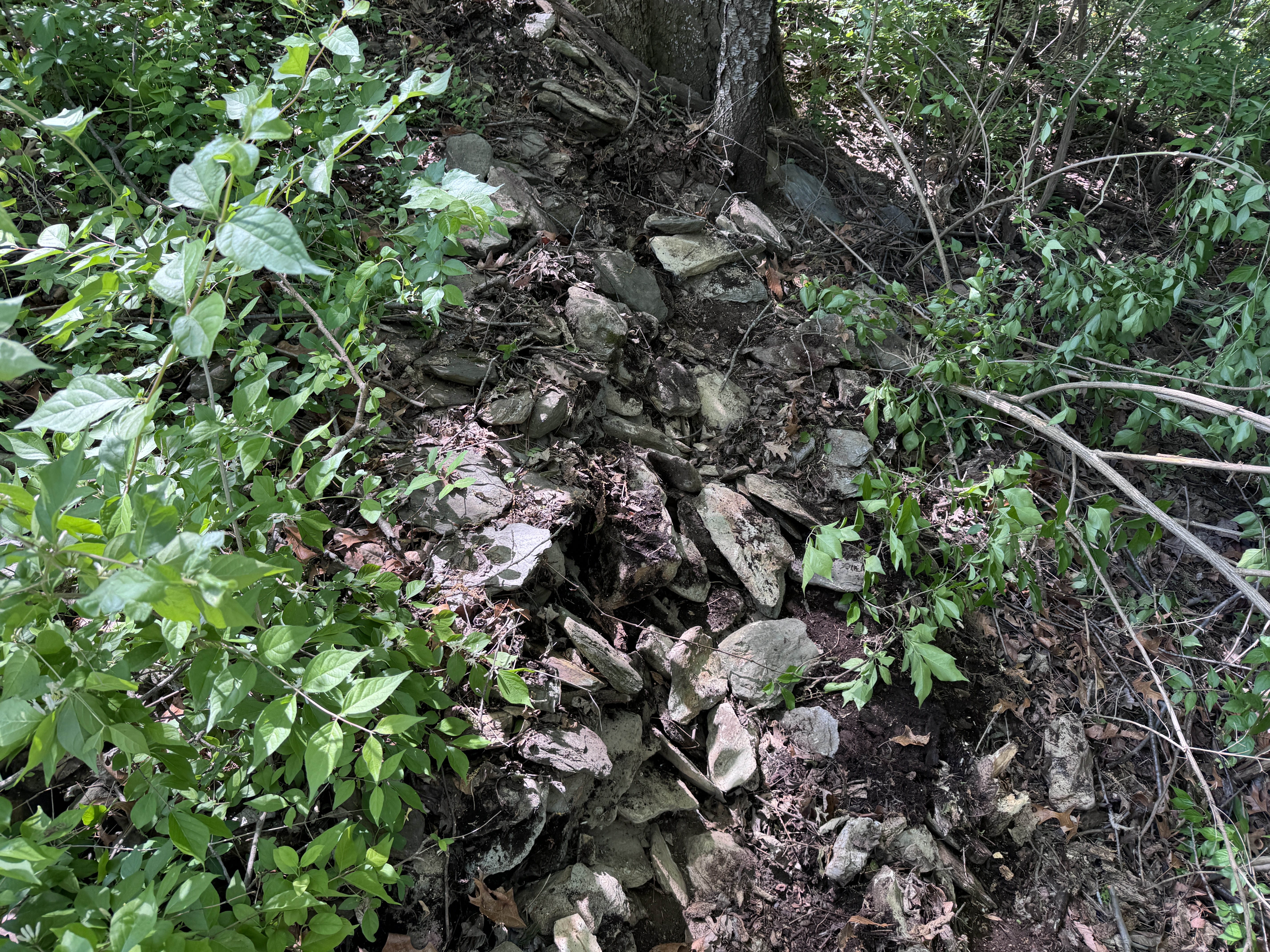 Close-up of flat fieldstones in the forest floor, harvested from the old fence line